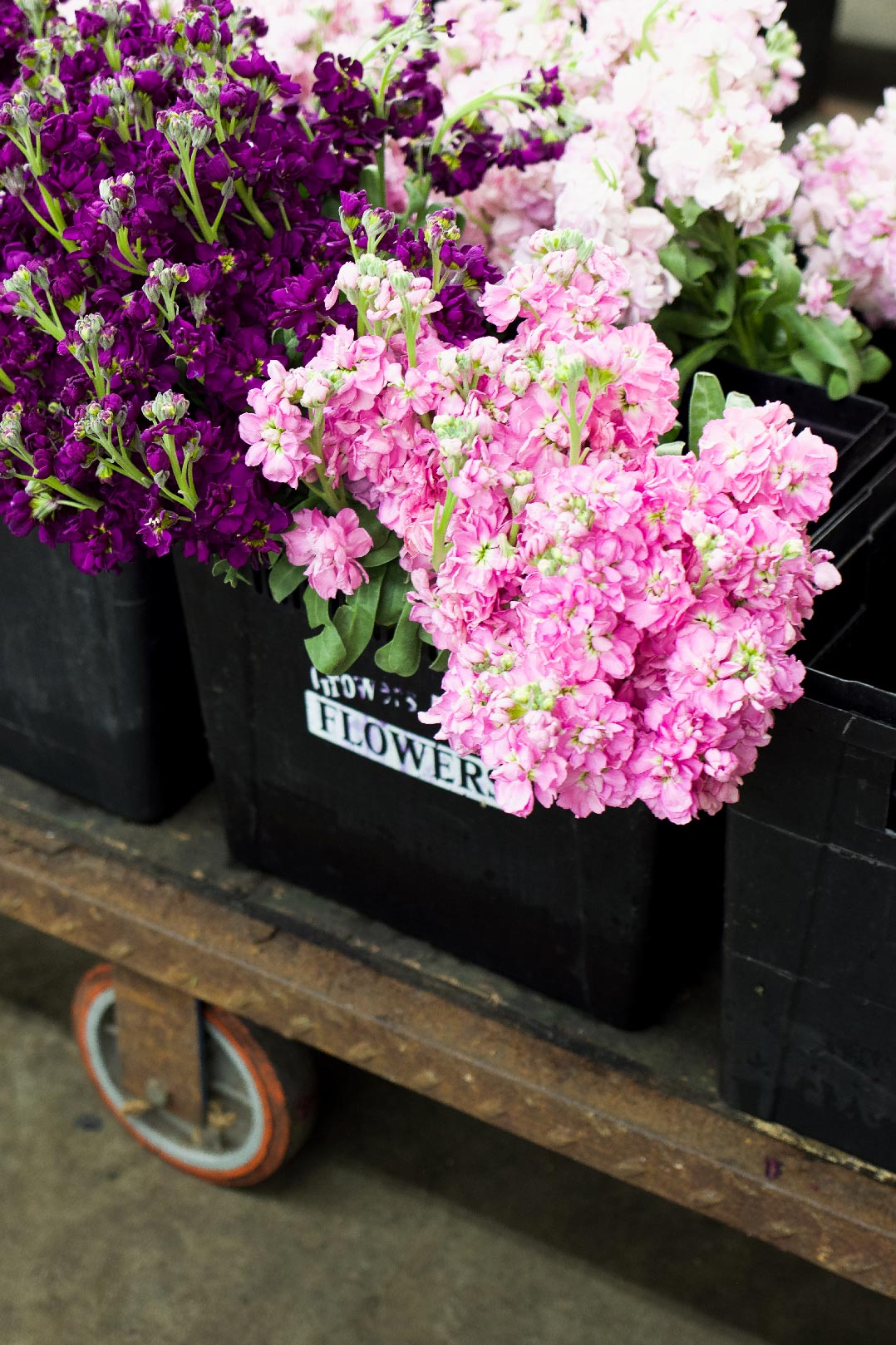 Flores rosas, púrpuras y blancas brillantes expuestas en el mercado