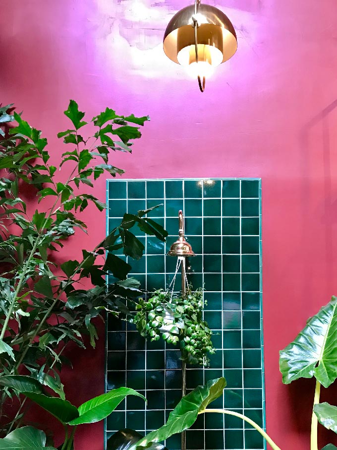 A bright pink wall with a section of green square tiling is the backdrop for plants on display