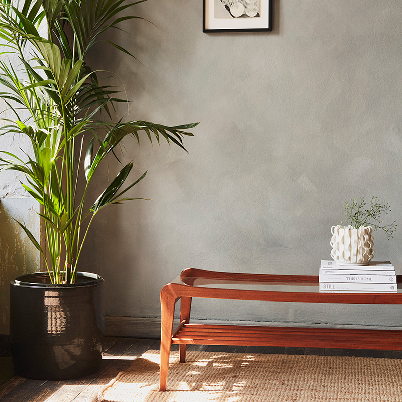 A room with plant and wooden table complementing the moss colour on the walls